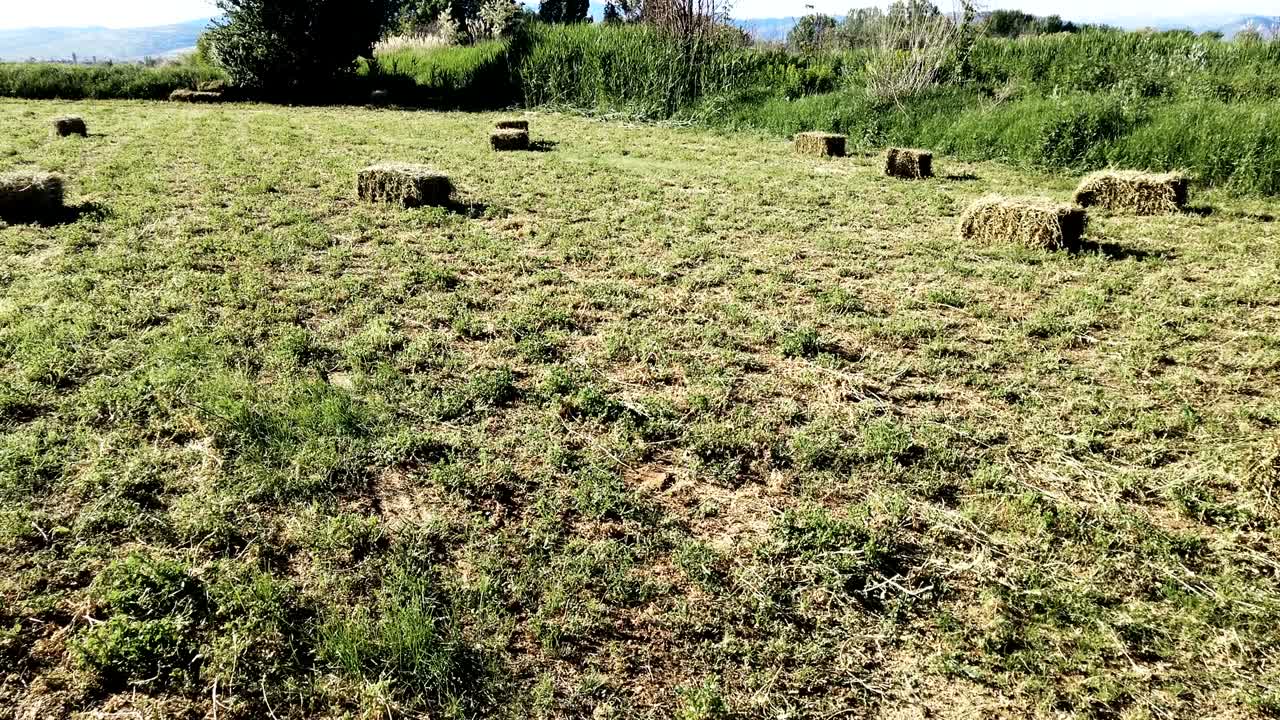 수확 후 에 어 놓은 풀