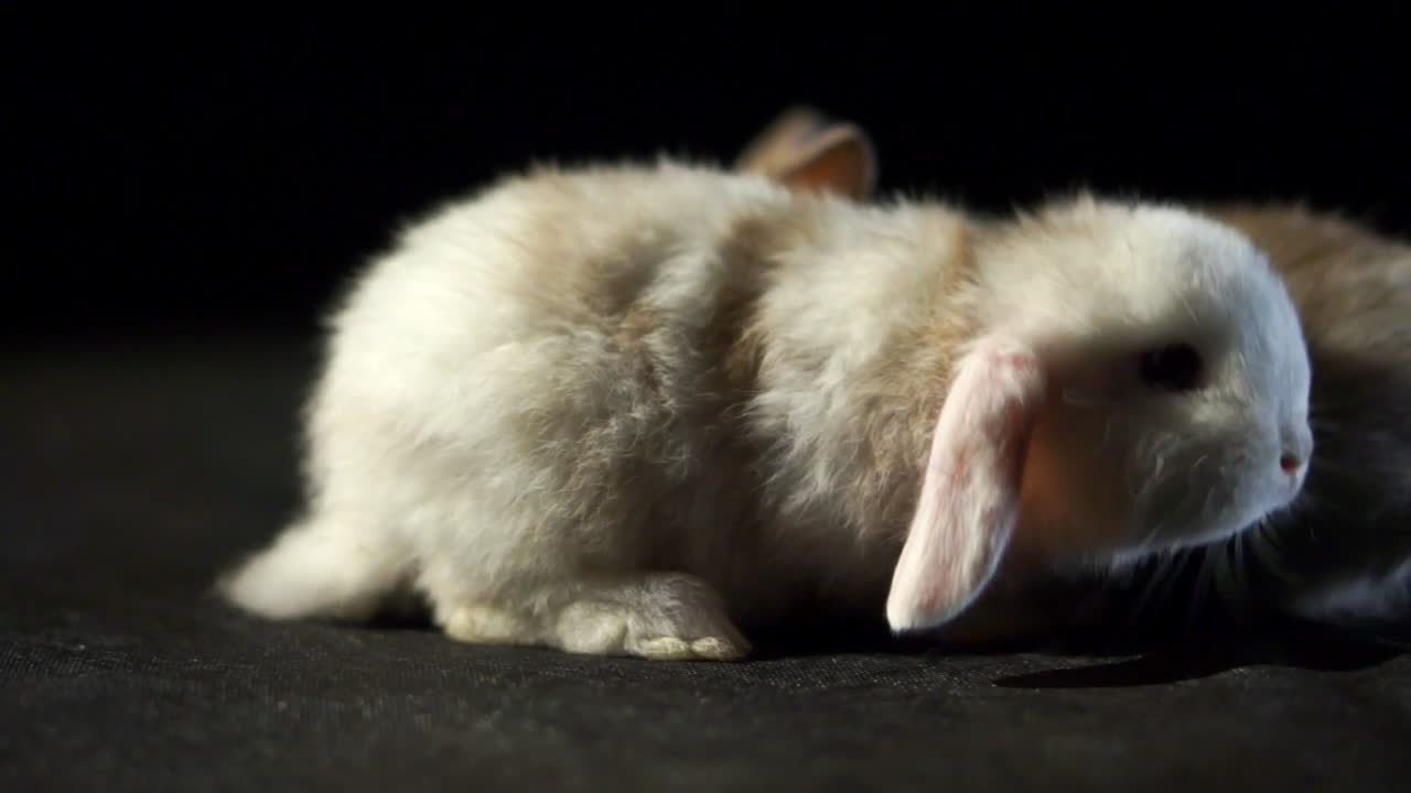 two adorable baby lop rabbits one white and one brown with fluffy fur and  wriggling noses exploring a black studio background