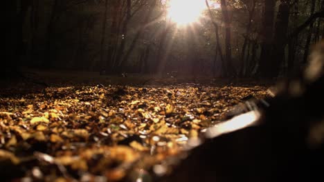 dark autumn forest with flies and fall leafs on the ground