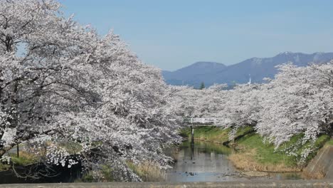 Landschaftsansicht-Des-Wunderschönen-Natürlichen-Kleinen-Kanals-Mit-Sakura-Blütenbäumen-Auf-Beiden-Uferseiten-Des-Kanals-Mit-Voller-Blüte-Im-Frühlingssonnentag-In-Kikuta,-Fukushima,-Japan