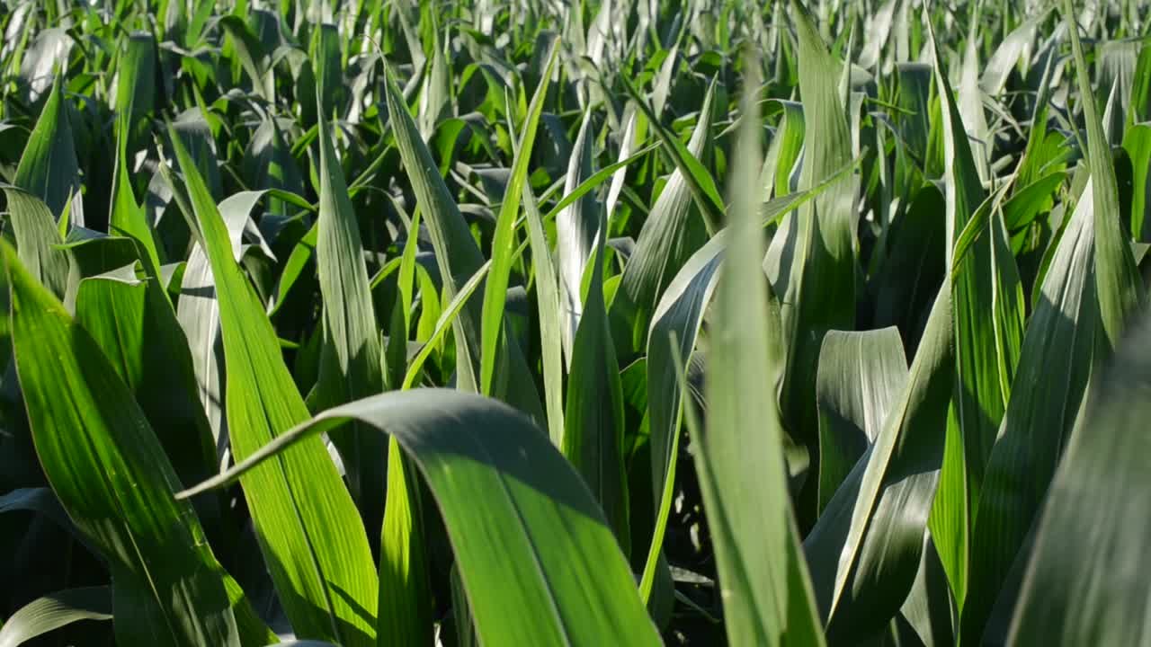 Corn field shooting at a wind. Corn field, small wind