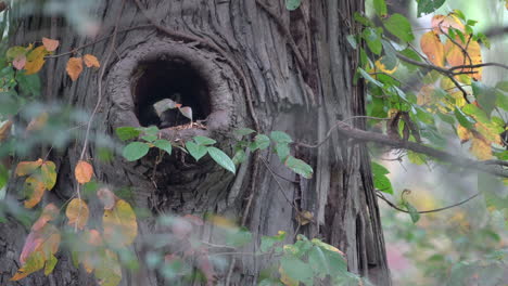 a raccoon sleeping in a hole in a tree on a windy autumn day in the forest