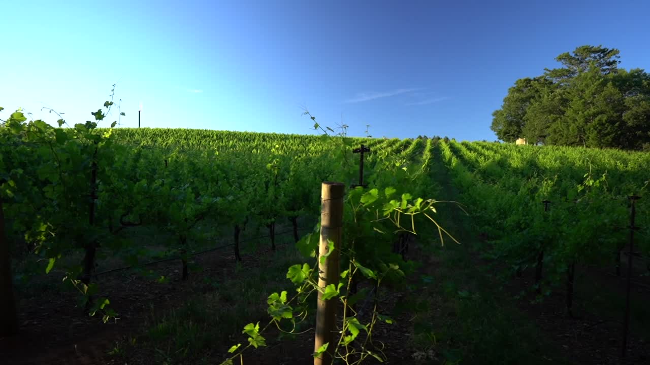 højre hældning afslører landskab af grøn vingård i napa-dalen