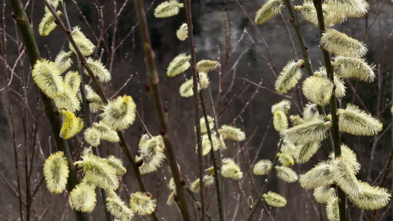 Goat willow great sallow Salix caprea Europe native plant up-close
