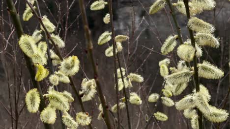 goat willow great sallow salix caprea europe native plant up-close