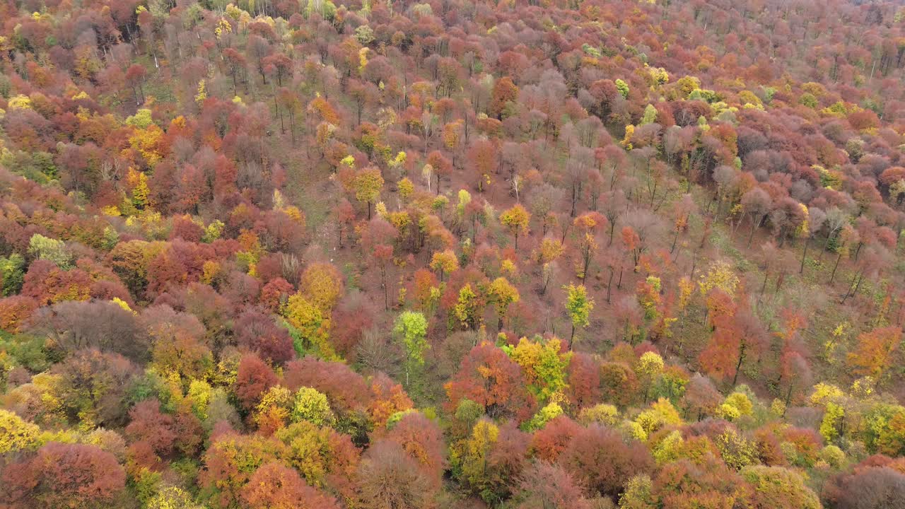 The colors of autumn are yellow, green and orange, which bring with them a change of life, a season that allows us to open up to new things. The drone captures not only beauty but also: new place