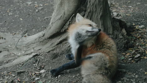 zorro peludo rascándose mientras está sentado en el suelo en el pueblo de zorros zao en miyagi, japón - primer plano