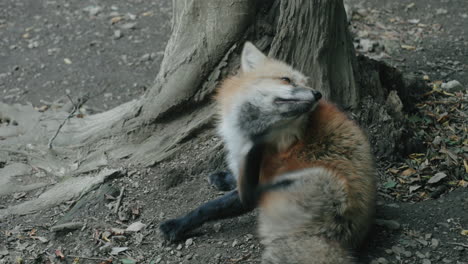 furry fox scratching while sitting on the ground at the zao fox village in miyagi, japan - closeup