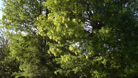 plants and bushes in sunlight