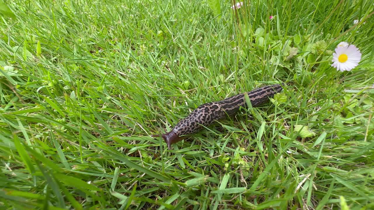 Leopard slug (Limax maximus) crawling slowly in the grass in the garden.