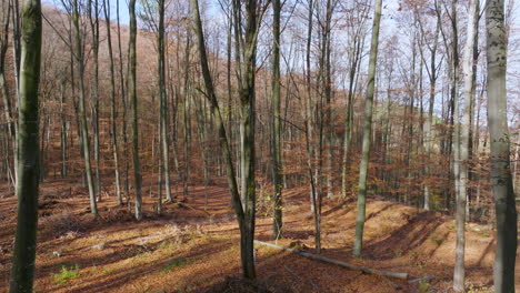 autumn forest with tall trees and fallen leaves