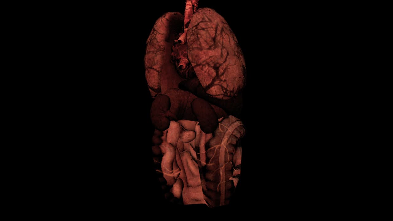 The internal organs of a human-being rotating 360 degrees against a black background - seamless looping