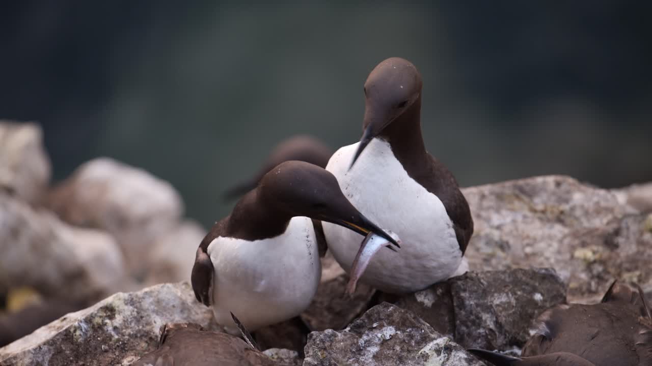 guillemots aves alimentando y comiendo peces, reino unido aves marinas de primer plano de guillemot retrato de pájaro, par de dos guillemots en la isla de skomer en gales, reino unido la vida de las aves aves y la vida silvestre