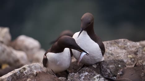 guillemots birds feeding and eating fish, uk seabirds close up of guillemot bird portrait, pair of two guillemots on skomer island in wales, uk birdlife birds and wildlife