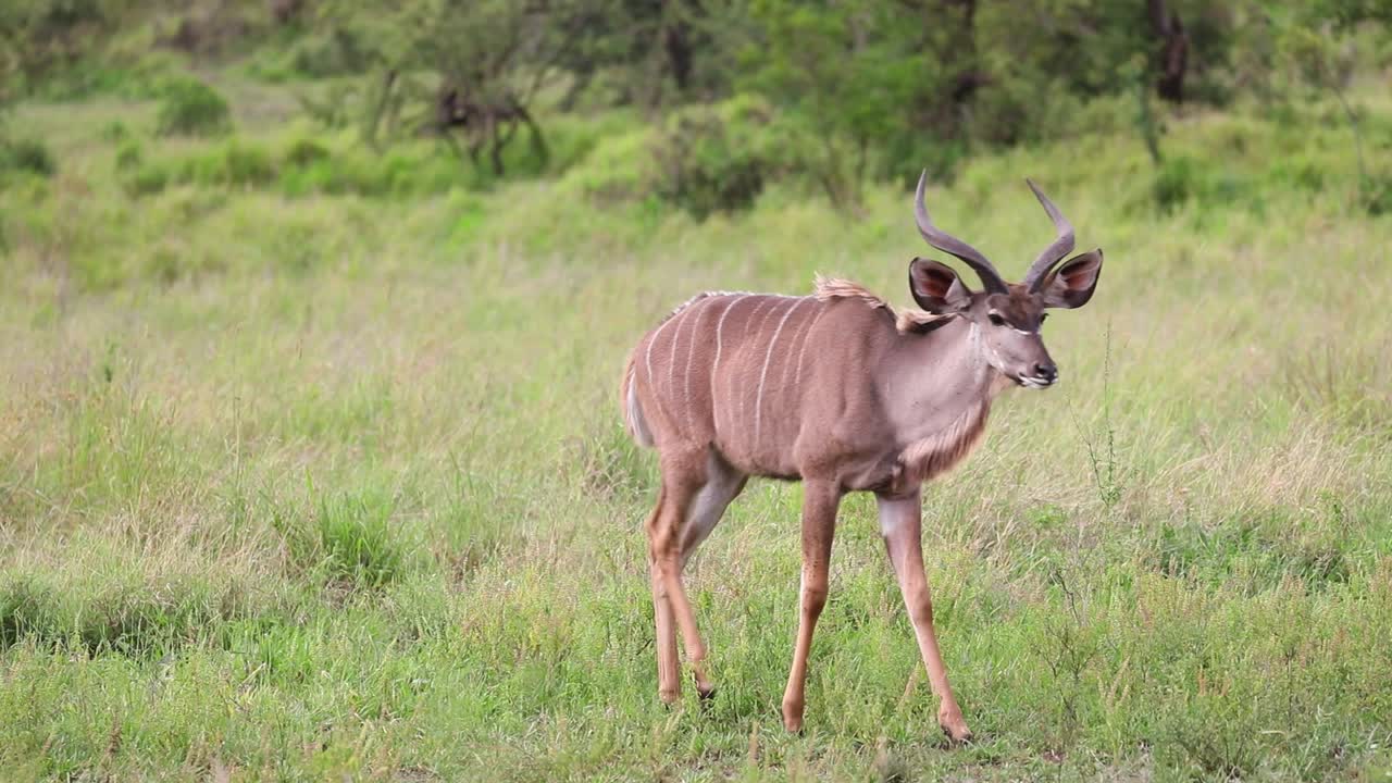 plano general de un toro kudu subadulto de pie alerta antes de salir del marco, parque nacional kruger