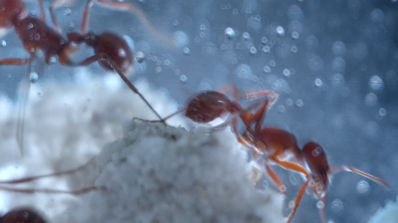 그들의 개미 농장에서 열심히 일하는 수확기 개미의 근접 매크로