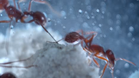 closeup macro of harvester ants hard at work in their ant farm