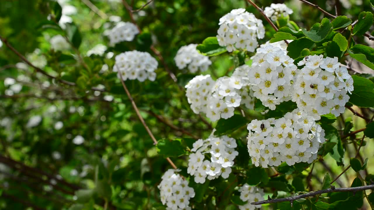 Bush in the spring. Spirea alpine spring flower - white flowering shrub