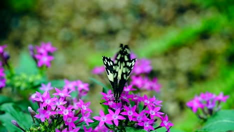 Mariposa-Come-Néctar-A-Cámara-Lenta