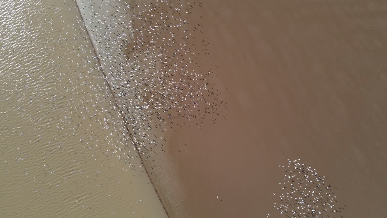 흰색의 큰 무리의 새들이 인상적인 모양과 패턴을 만들며 물 가까이로 날아갑니다.