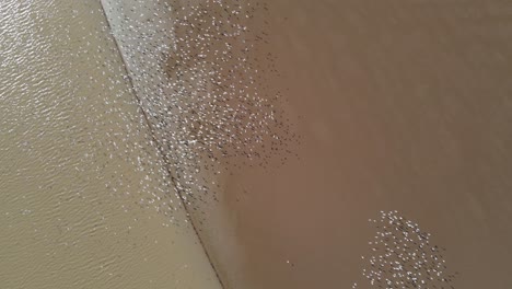 A-large-flock-of-white-colored-birds-fly-close-to-the-water-making-impressive-shapes-and-patterns