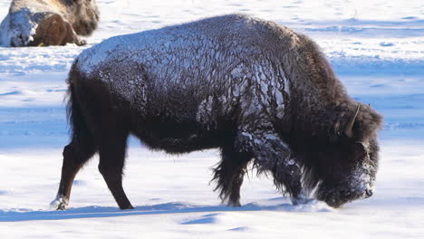 cinematic stunning extreme cold yellowstone huge wild buffalo walking in fresh snow reserve park evergreen genesse colorado rocky mountains breathing freezing ice winter morning fresh snow follow pan