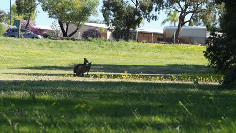 Kangaroos-in-urban-space