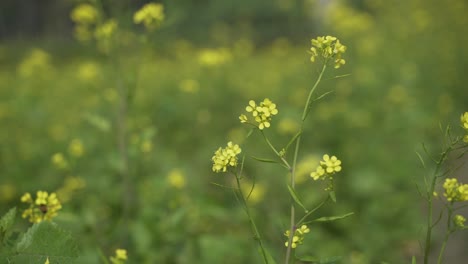 芥末花在广<unk>的田野里开花