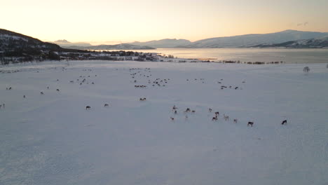 Manada-De-Renos-De-Pie-En-El-Pasto-Abierto-Cubierto-De-Nieve-Al-Amanecer