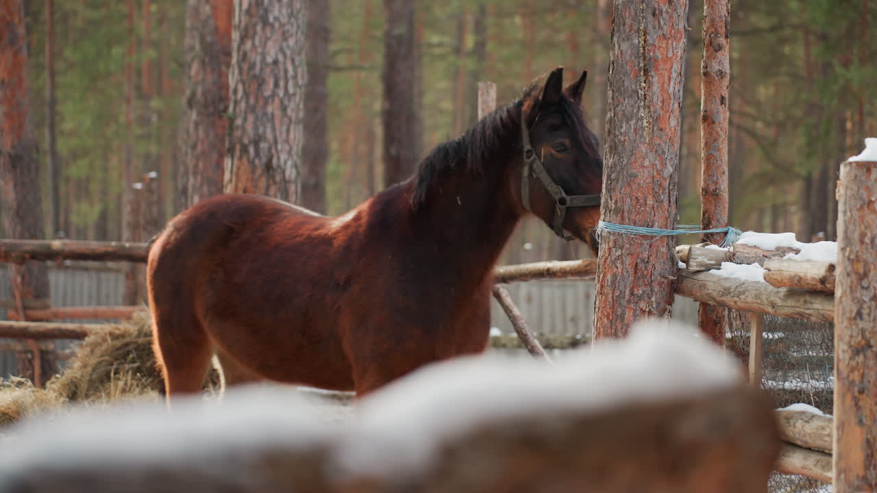 Un caballo observa el bosque, un equino junto a una barrera de madera antigua, la pradera invernal canta suavemente melodías naturales tranquilas, un animal dentro del establo contempla los sonidos de un ambiente boscoso apacible y silencioso.