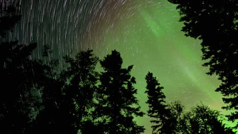 looking up into the night sky through tree silhouettes at star trails and flashing aurora.