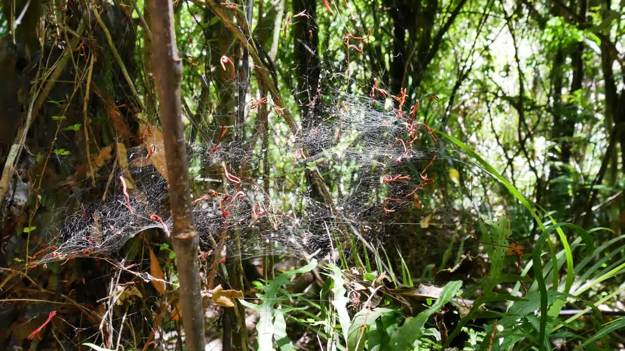 dense spider web in remote jungle