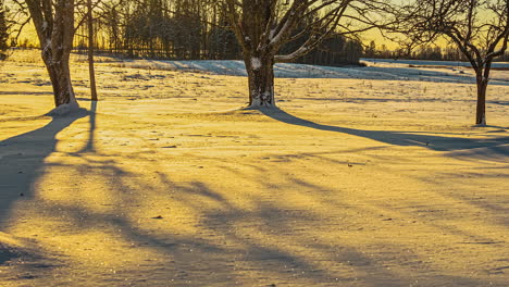 Time-lapse-of-tree-shadows-moving-over-sparkling-snow,-golden-sunset-light