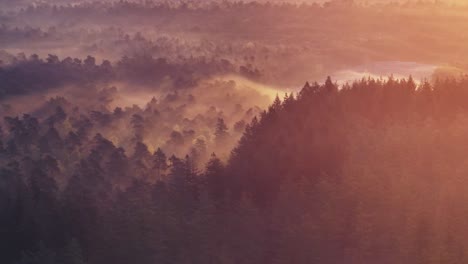 misty forest sunrise