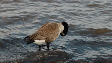 elegant canadian goose cleans itself with its beak while standing in the shallow river waters