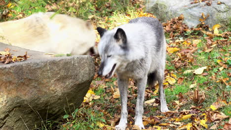 A-male-Rocky-Mountain-Gray-Wolf-walks-up-to-a-boulder,-inspects-it-and-then-walks-on