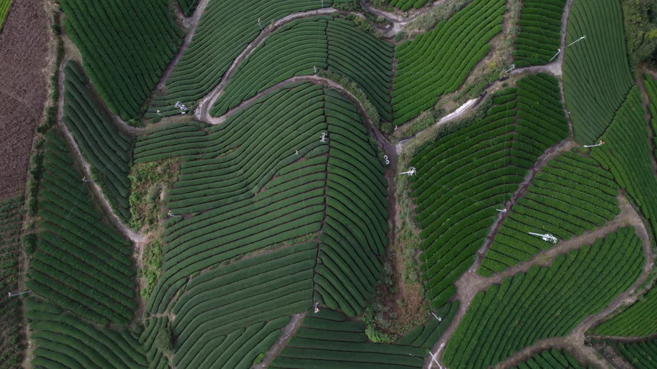 Aerial Top Down Wazuka Tea Plantation, Kyoto Japan: Matcha green Fields Across Hillsides