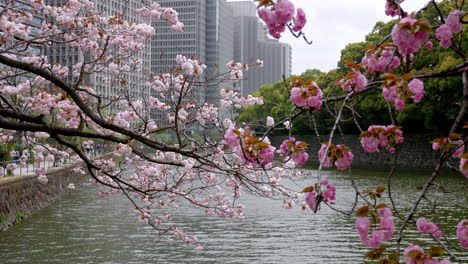 cherry blossom tree in tokyo - japan