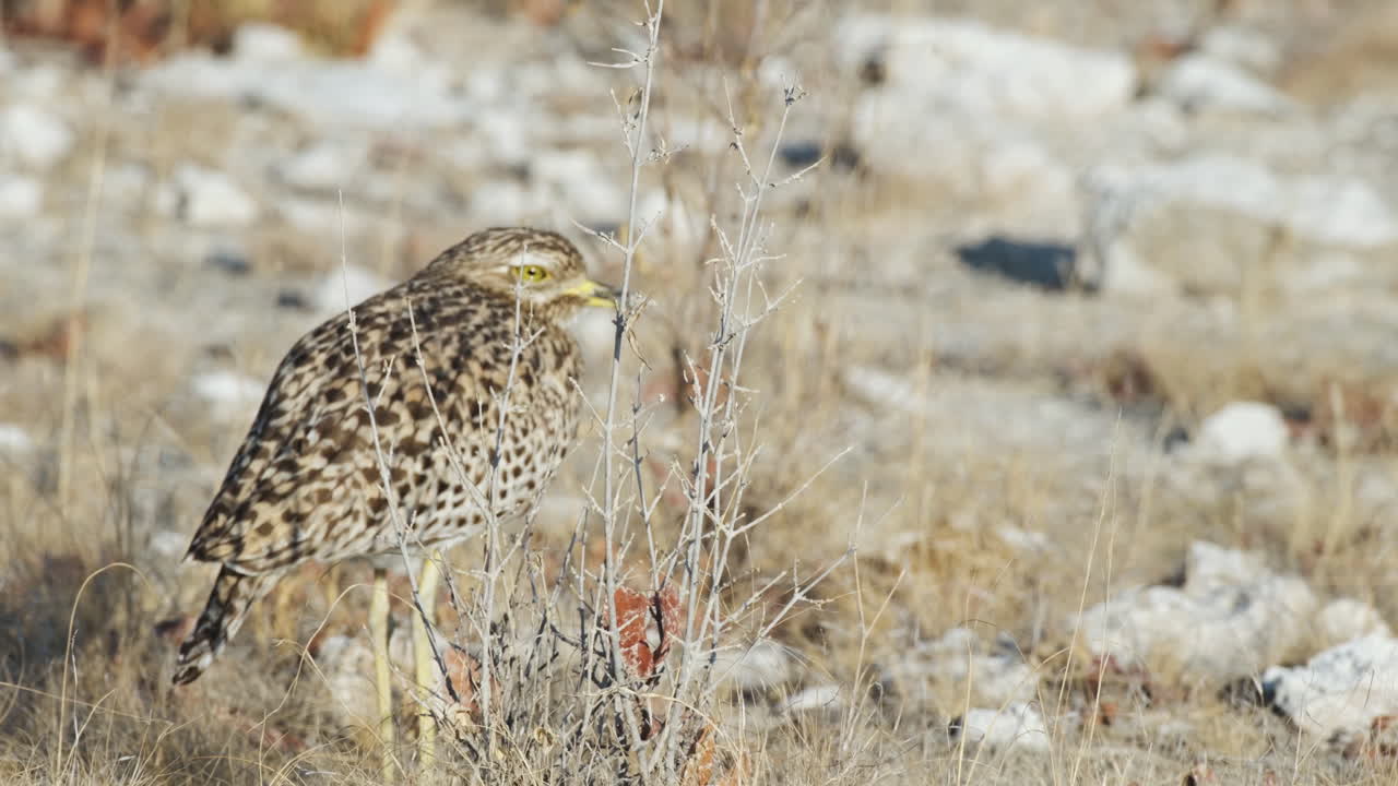 una rodilla gruesa manchada que se alza en un prado seco - retiro