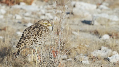 a spotted thick-knee perched in a dry grassland - pullback