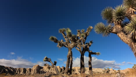 iconic joshua trees in the foreground with a dynamic cloudscape over the cliffs at red rock canyon state park - time lapse