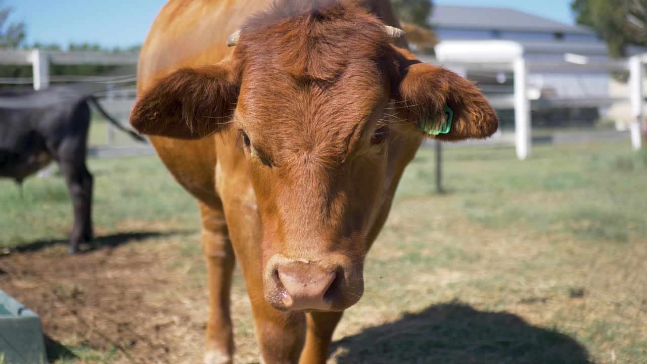 Slow motion close-up of brown cow with horns and tag on ear on countryside farm near paddock pastures acreage fence rural town of Australia animals species breed nature travel tourism yard