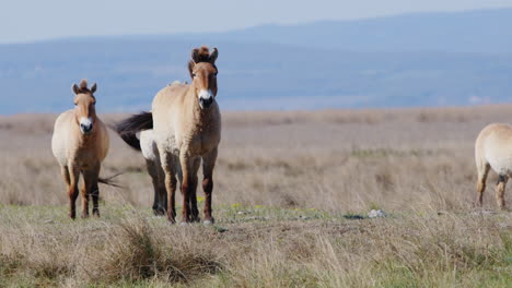 group of wild przewalski horses grazing and standing prairie