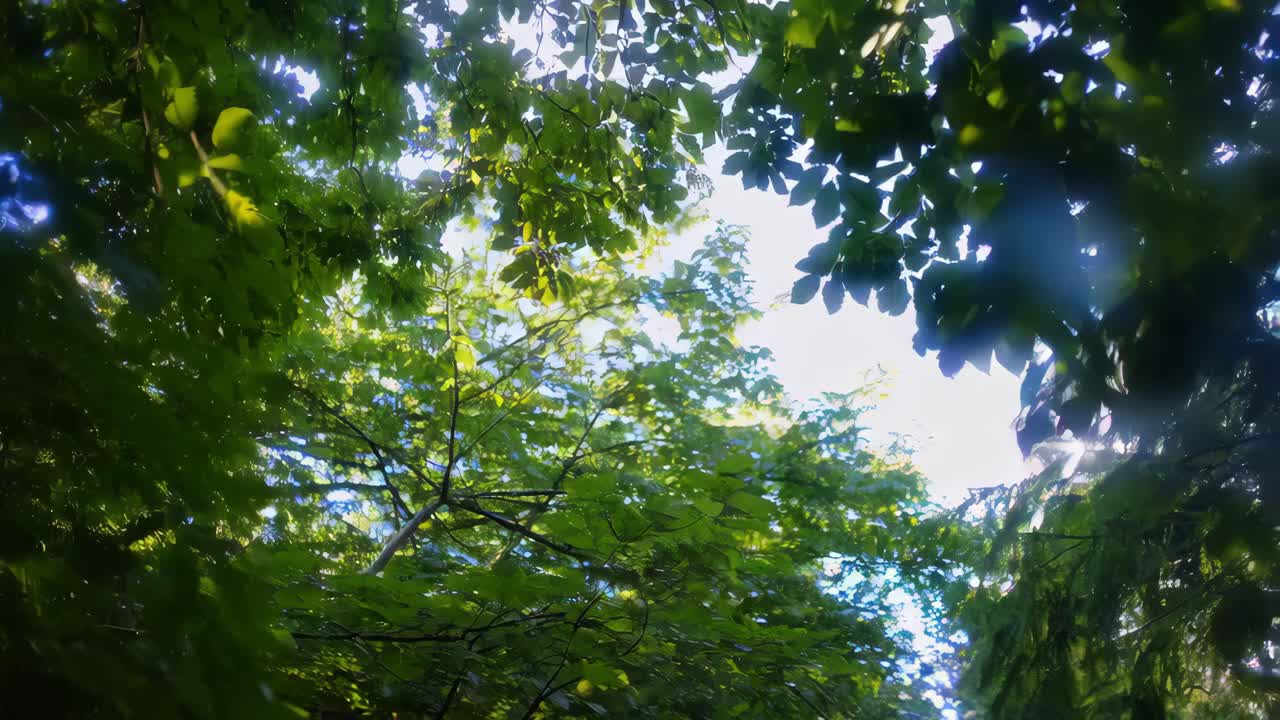 la luz del sol filtrándose a través de un frondoso dosel del bosque