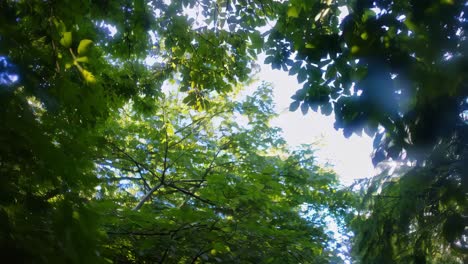 Sunlight filtering through a lush forest canopy