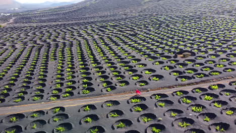 Mujer-Vestida-De-Rojo-En-Una-Carretera-En-Una-Plantación-De-Viñedos-En-Lanzarote-Con-Muchas-Protecciones-Circulares-De-Piedra-Volcánica-En-El-Suelo