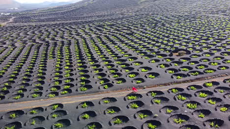 mujer vestida de rojo en una carretera en una plantación de viñedos en lanzarote con muchas protecciones circulares de piedra volcánica en el suelo