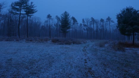 Hermosas-Nevadas-Ligeras-En-Un-Hermoso-Prado-Con-Un-Bosque-De-Pinos-Por-La-Noche