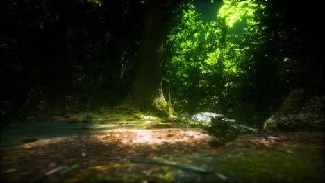 rain forest in central america
