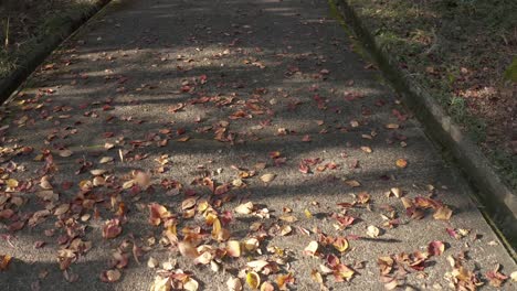 dead leaves being blown across a sidewalk in autumn, with sunlight breaking through the trees casting shadows on the sidewalk